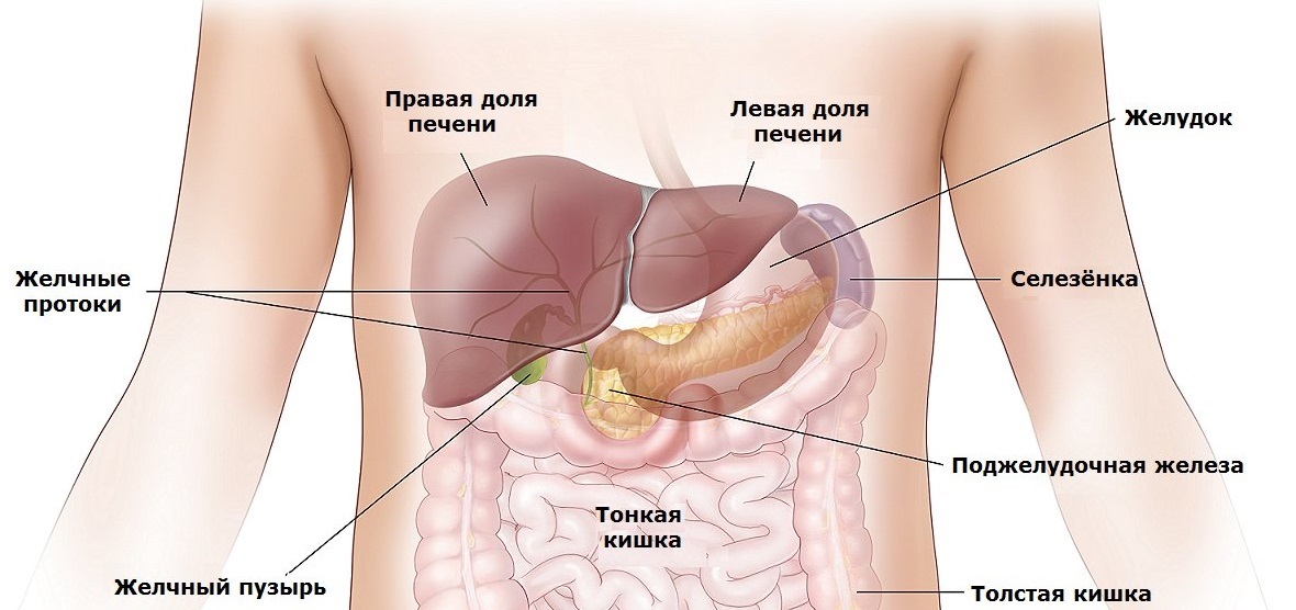 Селезенка может болеть. Анатомия желудка и поджелудочной железы. Печень и поджелудочная железа анатомия. Анатомия селезенки и поджелудочной железы. Селезенка расположение в организме.