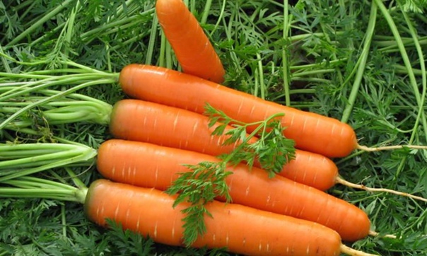 Морковка для сладости и радости